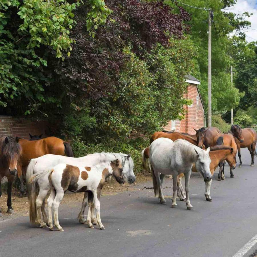 New Forest Retreat Shorefield Country Park Лимингтон Экстерьер фото